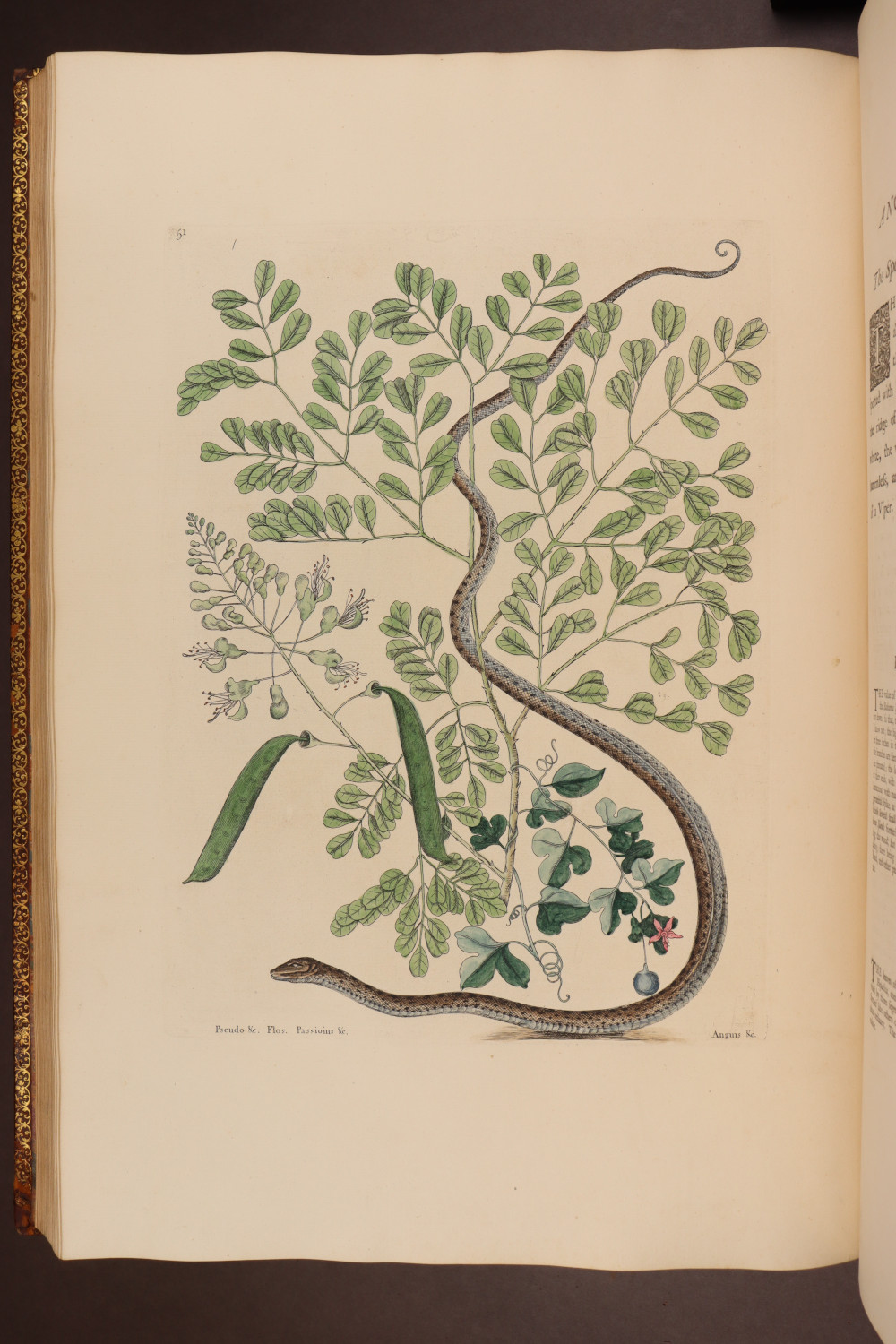 Plate 51